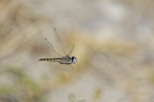 selysiothemis nigra selysiothemis noir femelle 14 dxo selysiothemis nigra selysiothemis noir femelle 14 dxo