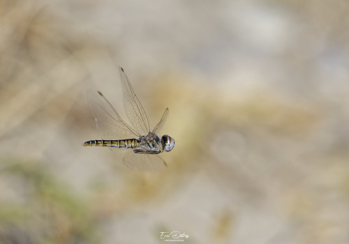 selysiothemis nigra selysiothemis noir femelle 14 dxo selysiothemis nigra selysiothemis noir femelle 14 dxo