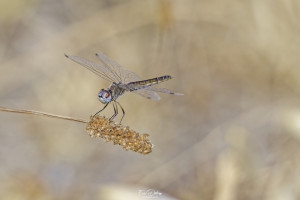 selysiothemis nigra selysiothemis noir femelle 20 dxo selysiothemis nigra selysiothemis noir femelle 20 dxo