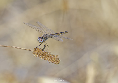 selysiothemis nigra selysiothemis noir femelle 20 dxo selysiothemis nigra selysiothemis noir femelle 20 dxo