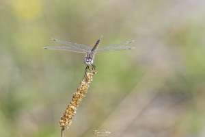selysiothemis nigra selysiothemis noir femelle 21 dxo selysiothemis nigra selysiothemis noir femelle 21 dxo