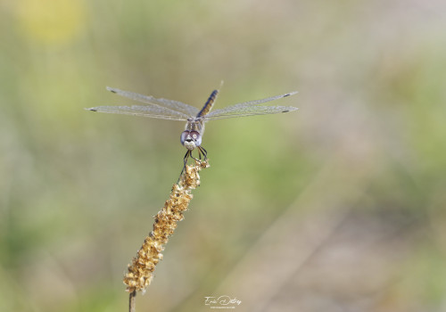 selysiothemis nigra selysiothemis noir femelle 21 dxo selysiothemis nigra selysiothemis noir femelle 21 dxo