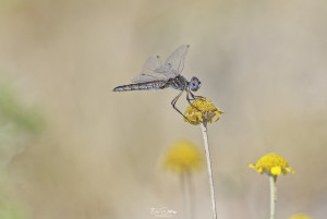 selysiothemis nigra selysiothemis noir femelle 25 dxo selysiothemis nigra selysiothemis noir femelle 25 dxo