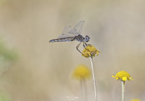 selysiothemis nigra selysiothemis noir femelle 25 dxo selysiothemis nigra selysiothemis noir femelle 25 dxo