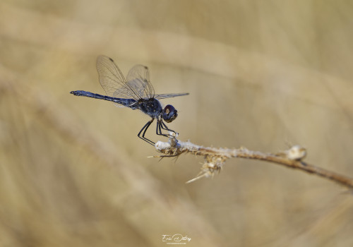 selysiothemis nigra selysiothemis noir male 11 dxo selysiothemis nigra selysiothemis noir male 11 dxo