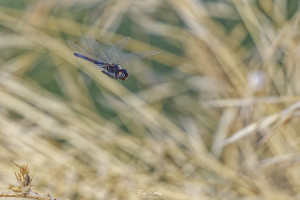 selysiothemis nigra selysiothemis noir male 17 dxo selysiothemis nigra selysiothemis noir male 17 dxo