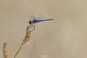 selysiothemis nigra selysiothemis noir male 19 dxo selysiothemis nigra selysiothemis noir male 19 dxo
