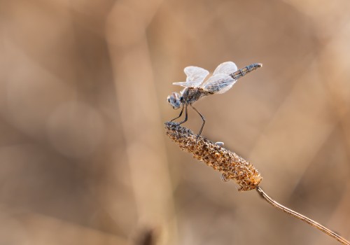 selysiothemis nigra femelle