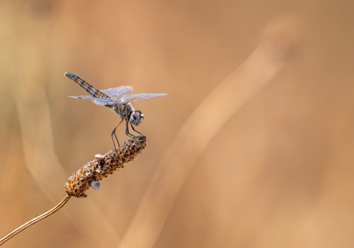 selysiothemis nigra femelle