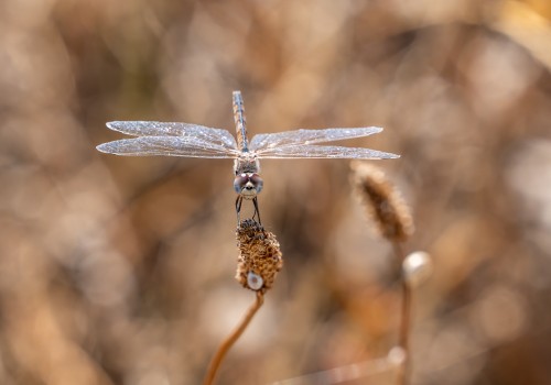 selysiothemis nigra femelle
