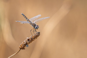 selysiothemis nigra femelle selysiothemis nigra femelle