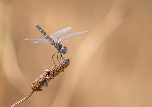 selysiothemis nigra femelle