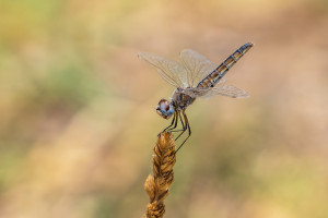 selysiothemis nigra femelle selysiothemis nigra femelle