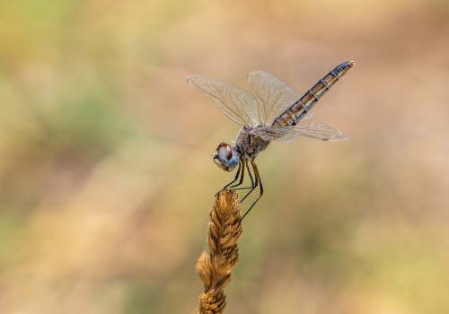 selysiothemis nigra femelle