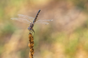 selysiothemis nigra femelle selysiothemis nigra femelle