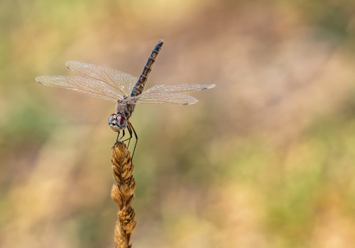 selysiothemis nigra femelle