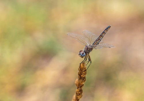 selysiothemis nigra femelle