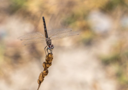 selysiothemis nigra femelle