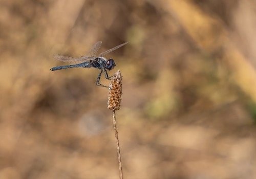 selysiothemis nigra male