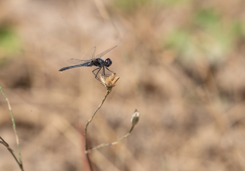 selysiothemis nigra male
