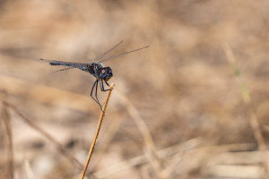 selysiothemis nigra male selysiothemis nigra male