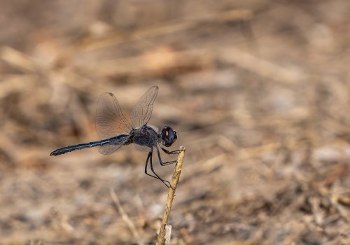 selysiothemis nigra male