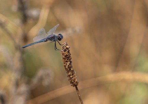selysiothemis nigra male
