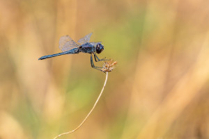 selysiothemis nigra male selysiothemis nigra male