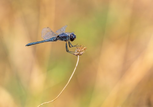 selysiothemis nigra male