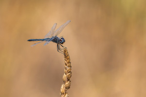 selysiothemis nigra male selysiothemis nigra male