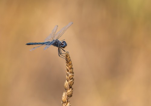 selysiothemis nigra male