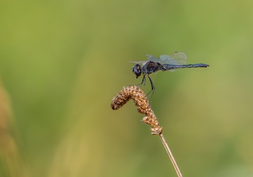 selysiothemis nigra male