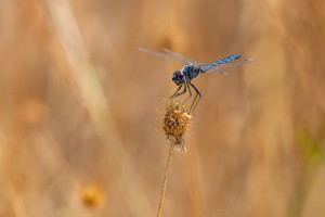 selysiothemis nigra male selysiothemis nigra male