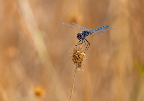 selysiothemis nigra male