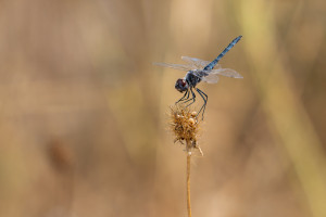 selysiothemis nigra male selysiothemis nigra male