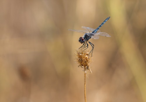 selysiothemis nigra male