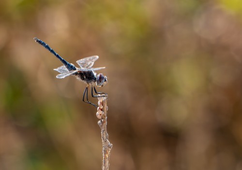 selysiothemis nigra male