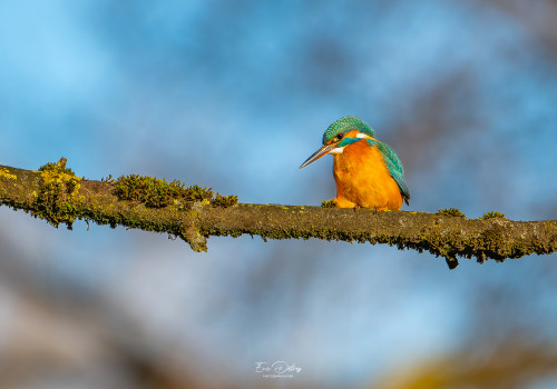 alcedo atthis martin pecheur femelle modifier alcedo atthis martin pecheur femelle modifier