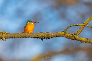 alcedo atthis martin pecheur femelle modifier alcedo atthis martin pecheur femelle modifier