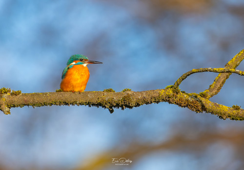 alcedo atthis martin pecheur femelle modifier alcedo atthis martin pecheur femelle modifier