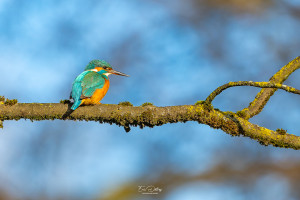 alcedo atthis martin pecheur femelle modifier alcedo atthis martin pecheur femelle modifier