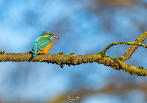 alcedo atthis martin pecheur femelle modifier alcedo atthis martin pecheur femelle modifier