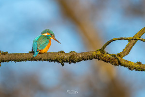 alcedo atthis martin pecheur femelle modifier alcedo atthis martin pecheur femelle modifier