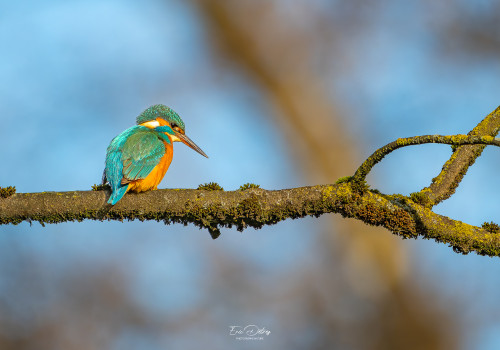 alcedo atthis martin pecheur femelle modifier alcedo atthis martin pecheur femelle modifier