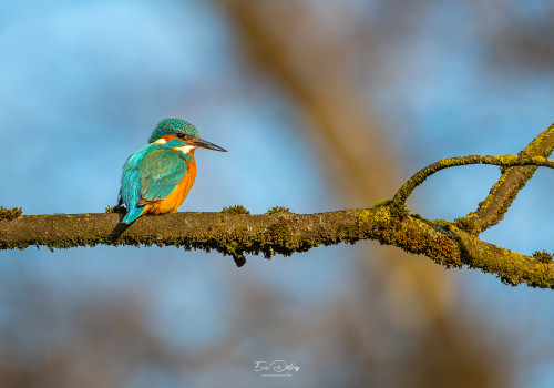 alcedo atthis martin pecheur femelle modifier alcedo atthis martin pecheur femelle modifier