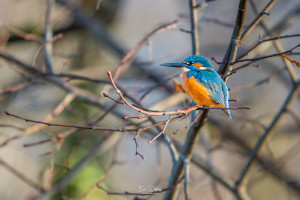 alcedo atthis martin pecheur male alcedo atthis martin pecheur male