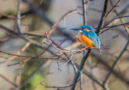 alcedo atthis martin pecheur male alcedo atthis martin pecheur male