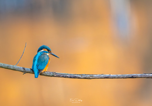 alcedo atthis martin pecheur male modifier alcedo atthis martin pecheur male modifier
