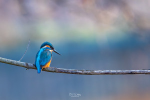 alcedo atthis martin pecheur male modifier alcedo atthis martin pecheur male modifier