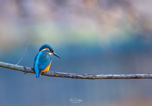 alcedo atthis martin pecheur male modifier alcedo atthis martin pecheur male modifier